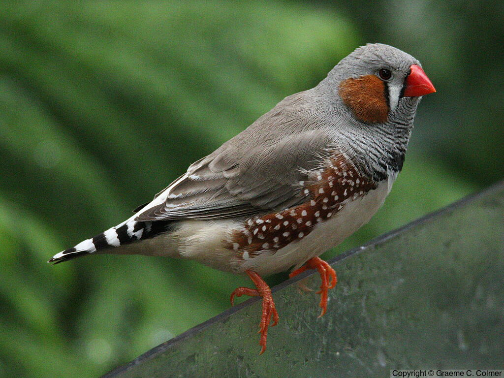 Zebra Finch (Taeniopygia guttata) - Adult