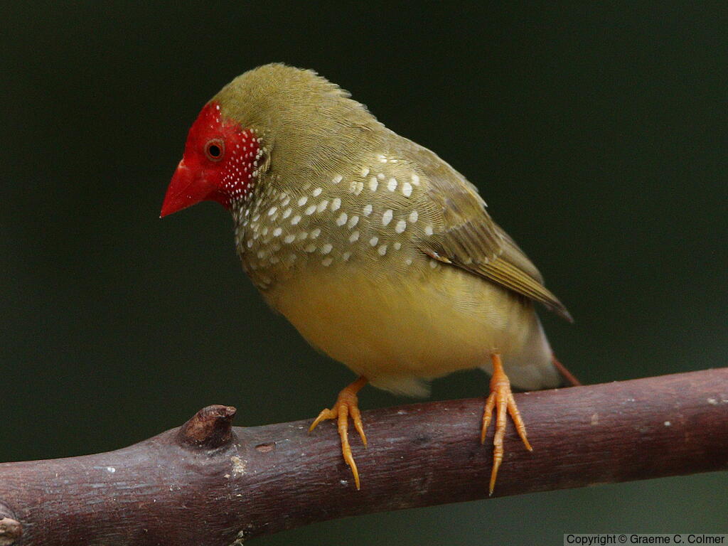 Star Finch (Emblema ruficauda) - Adult