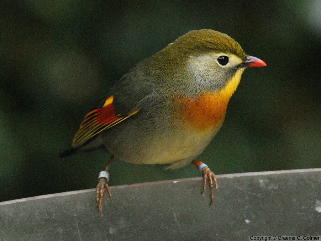 Red-billed Leiothrix (Leiothrix lutea) - Adult