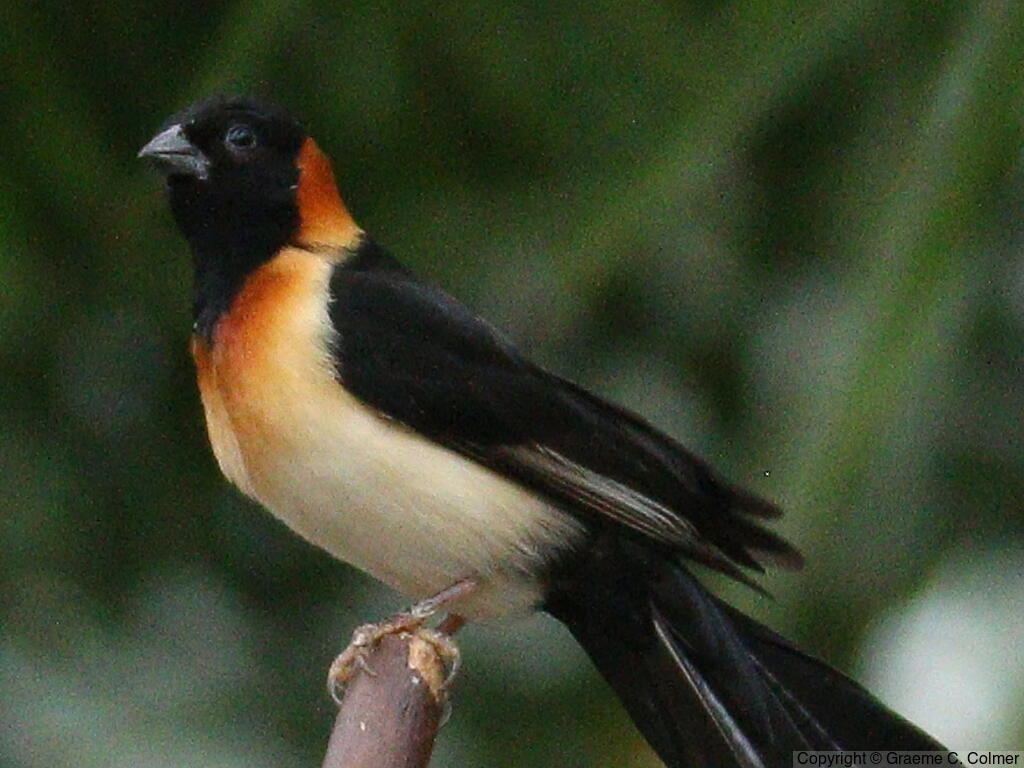 Eastern Paradise-Whydah (Vidua paradisaea) - Adult male