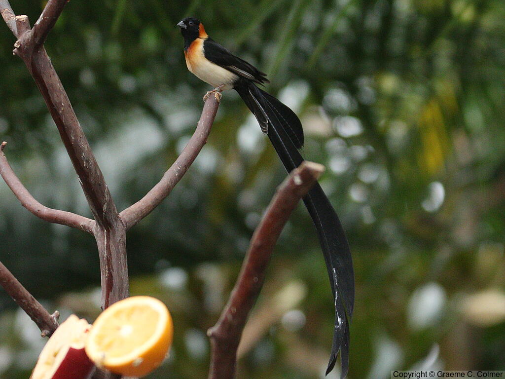 Eastern Paradise-Whydah (Vidua paradisaea) - Adult male