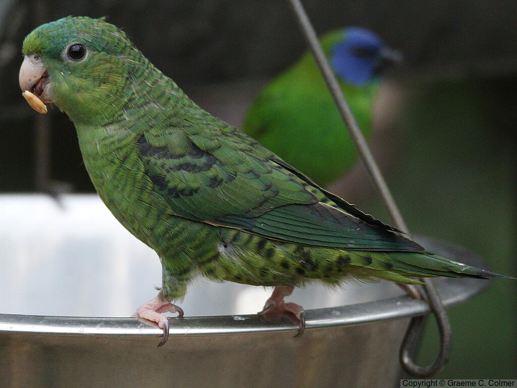 Barred Parakeet (Bolborhynchus lineola) - Adult
