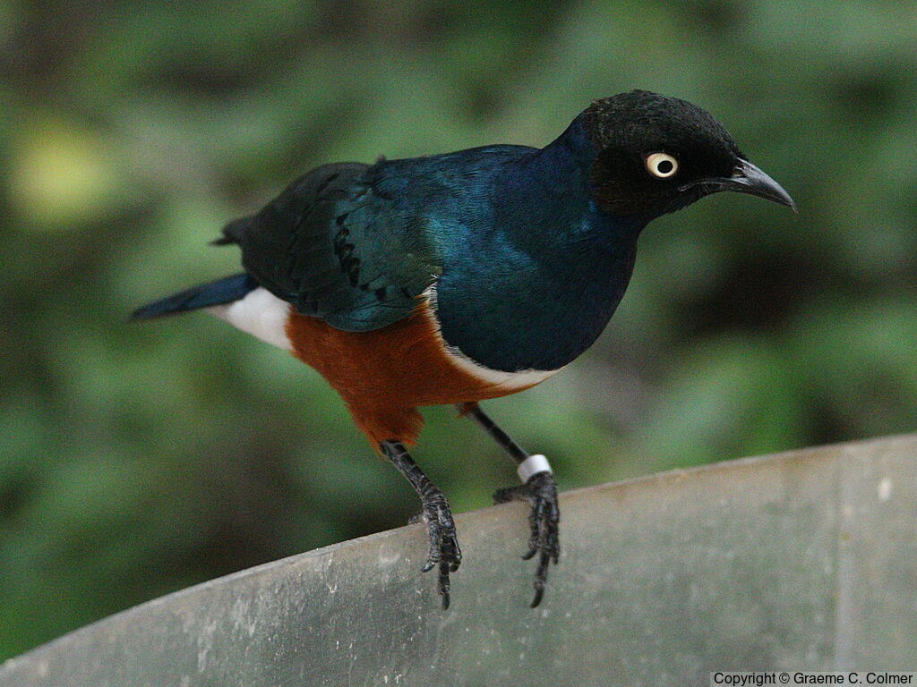 Superb Starling (Lamprotornis superbus) - Adult
