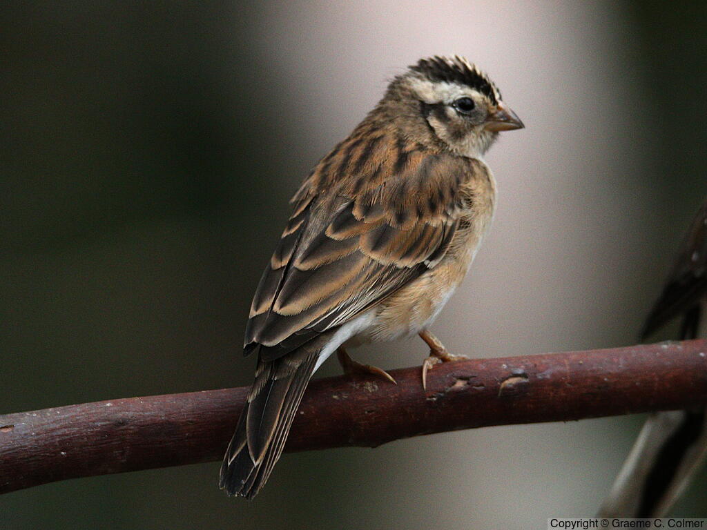 Eastern Paradise-Whydah (Vidua paradisaea) - Adult female