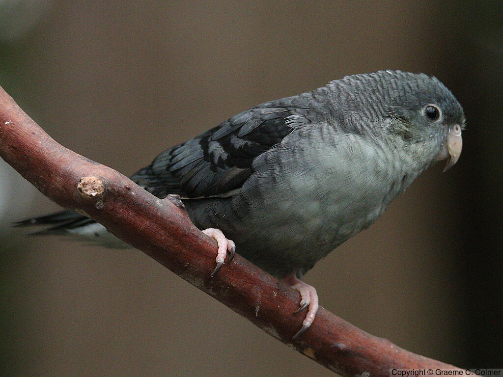Barred Parakeet (Bolborhynchus lineola) - Adult