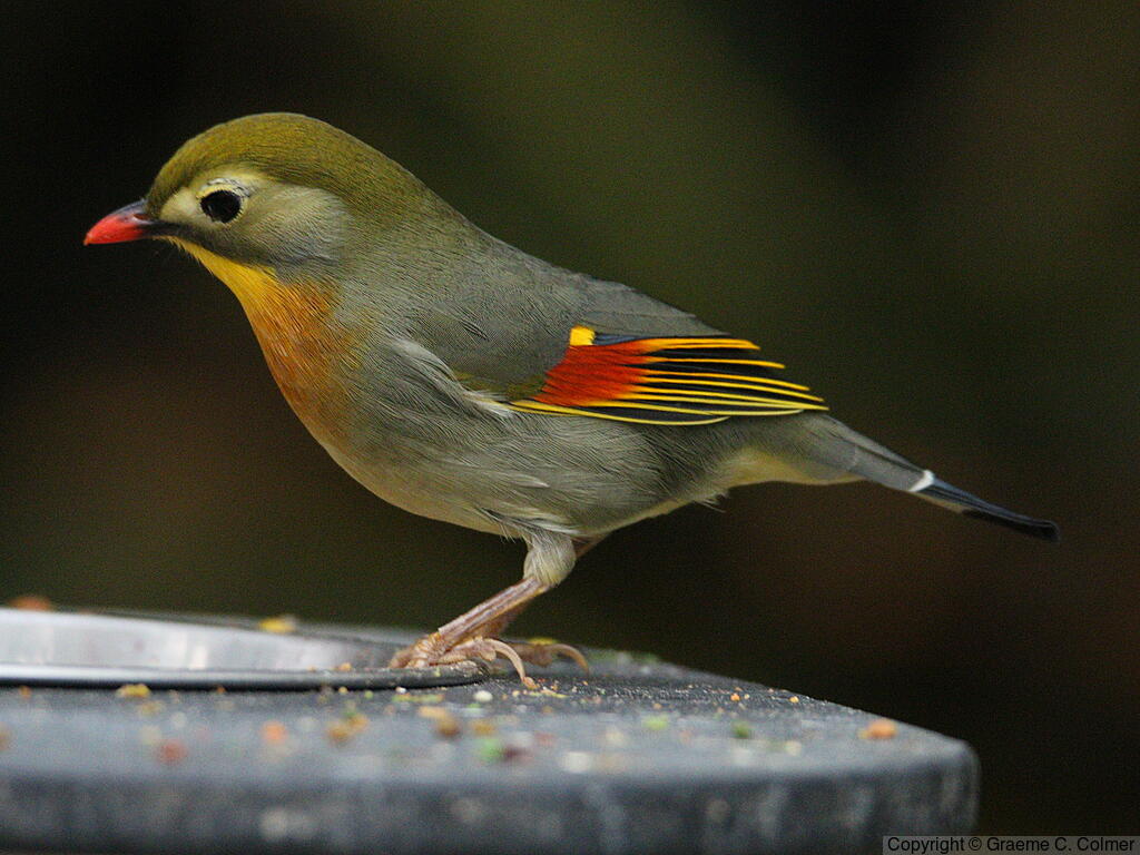 Red-billed Leiothrix (Leiothrix lutea) - Adult