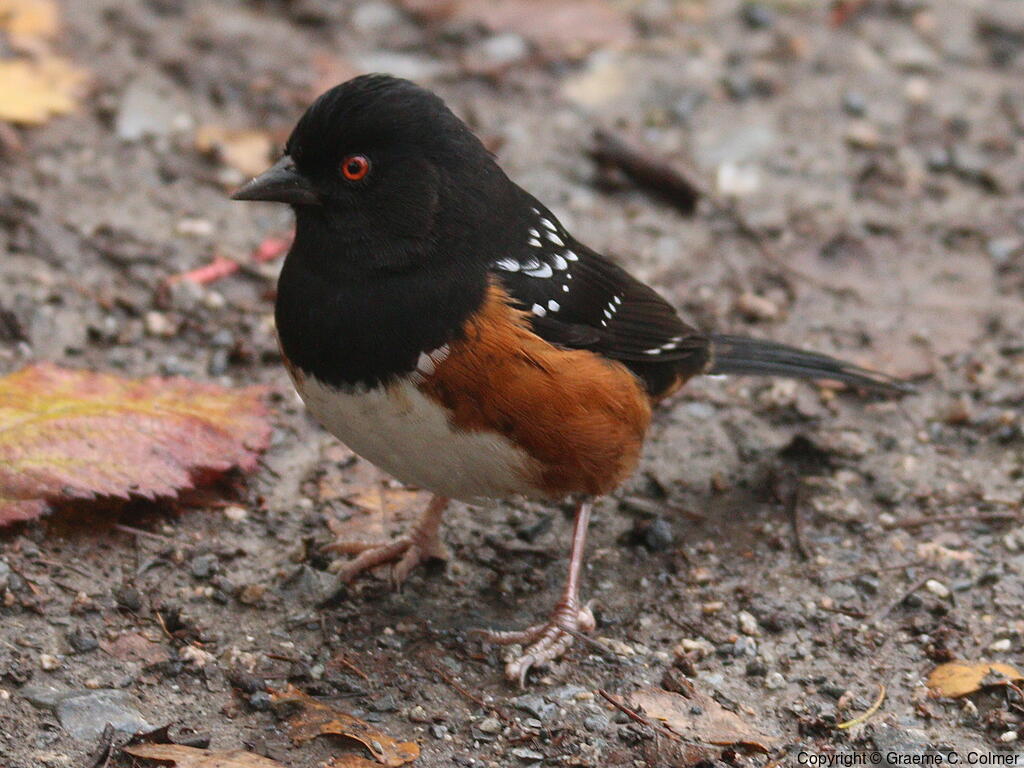 Spotted Towhee (Pipilo maculatus) - Adult