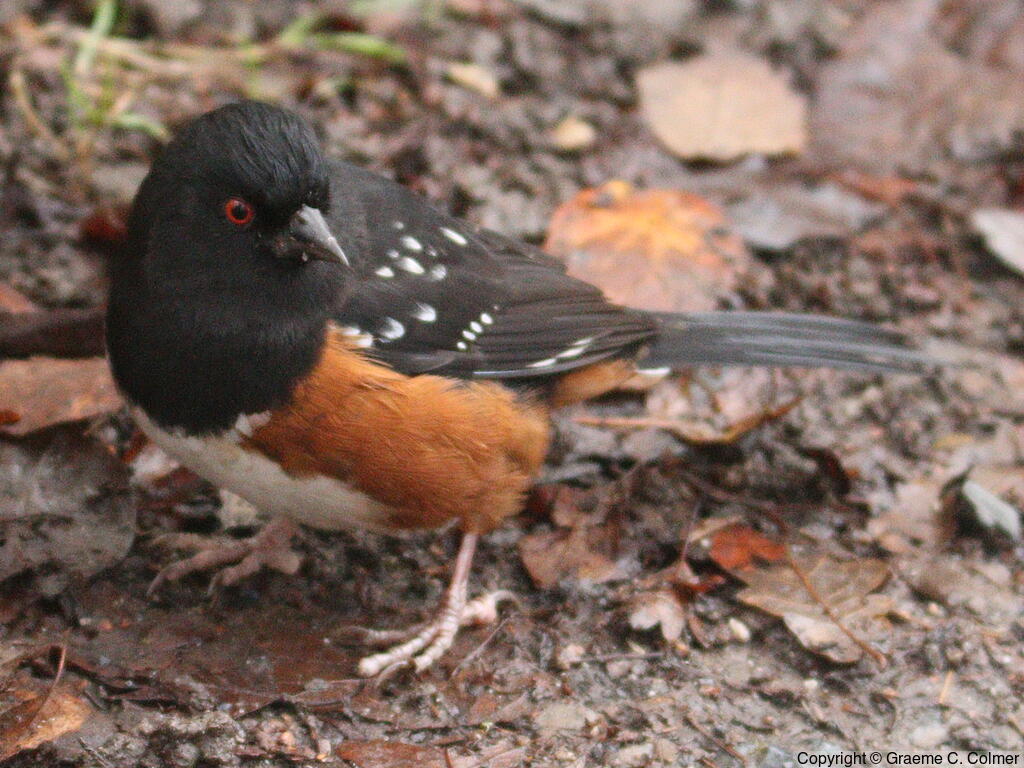 Spotted Towhee (Pipilo maculatus) - Adult