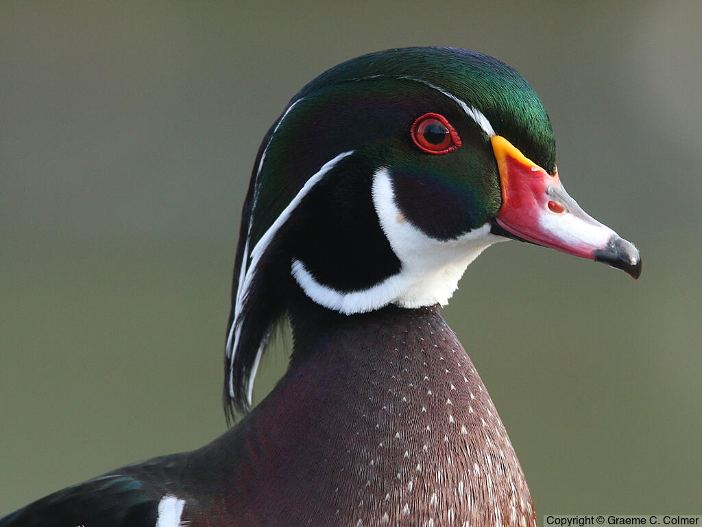Wood Duck (Aix sponsa) - Breeding male