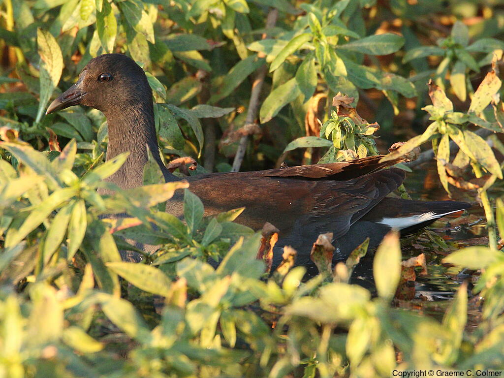 Common Gallinule (Gallinula galeata) - Immature
