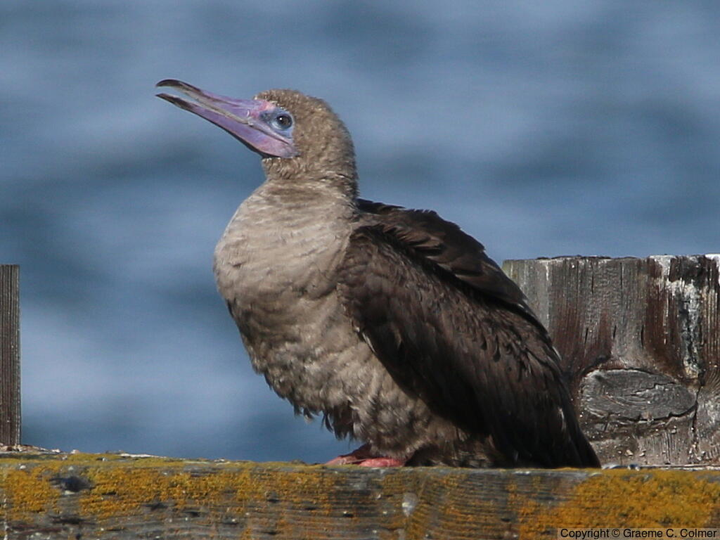 Red-footed Booby (Sula sula) - Adult