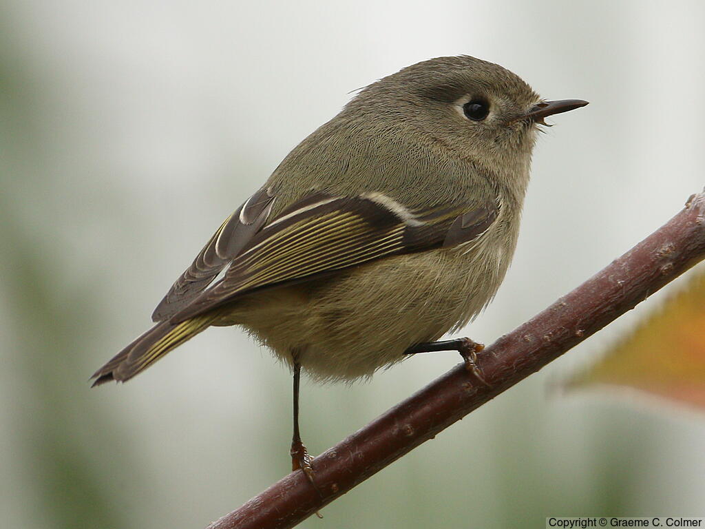 Ruby-crowned Kinglet (Corthylio calendula) - Adult