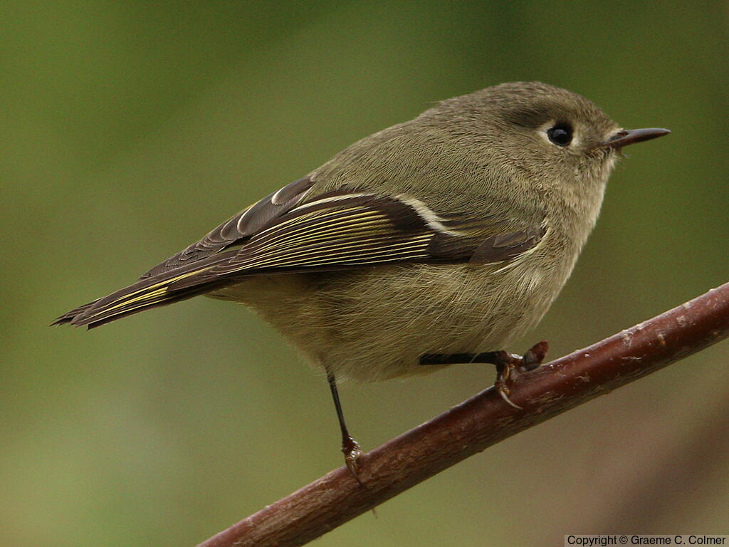 Ruby-crowned Kinglet (Corthylio calendula) - Adult