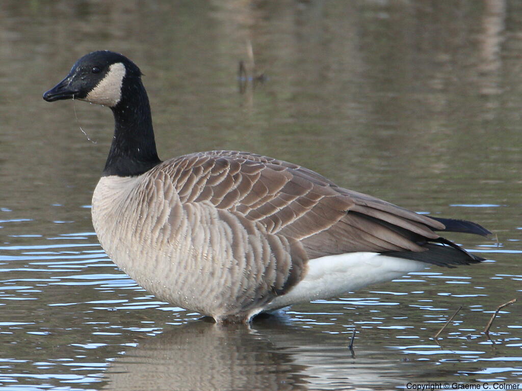 Cackling Goose (Branta hutchinsii) - Adult