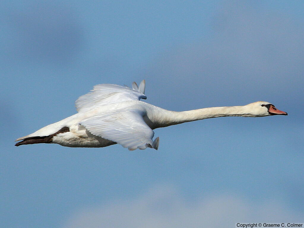 Mute Swan (Cygnus olor) - Adult