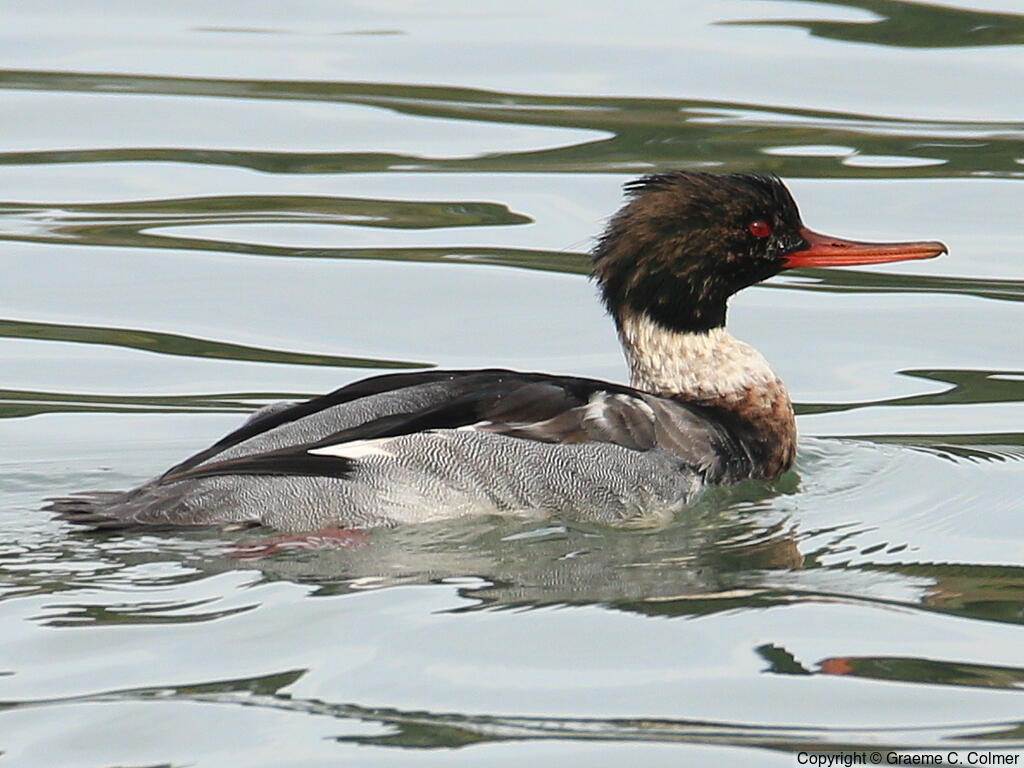 Red-breasted Merganser (Mergus serrator) - Adult male