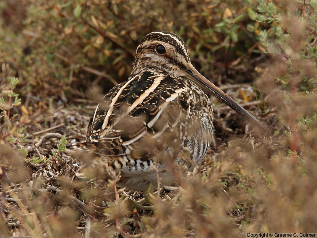 Wilson's Snipe (Gallinago delicata) - Adult