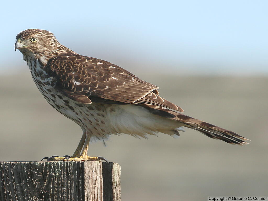 Cooper's Hawk (Accipiter cooperii) - Immature