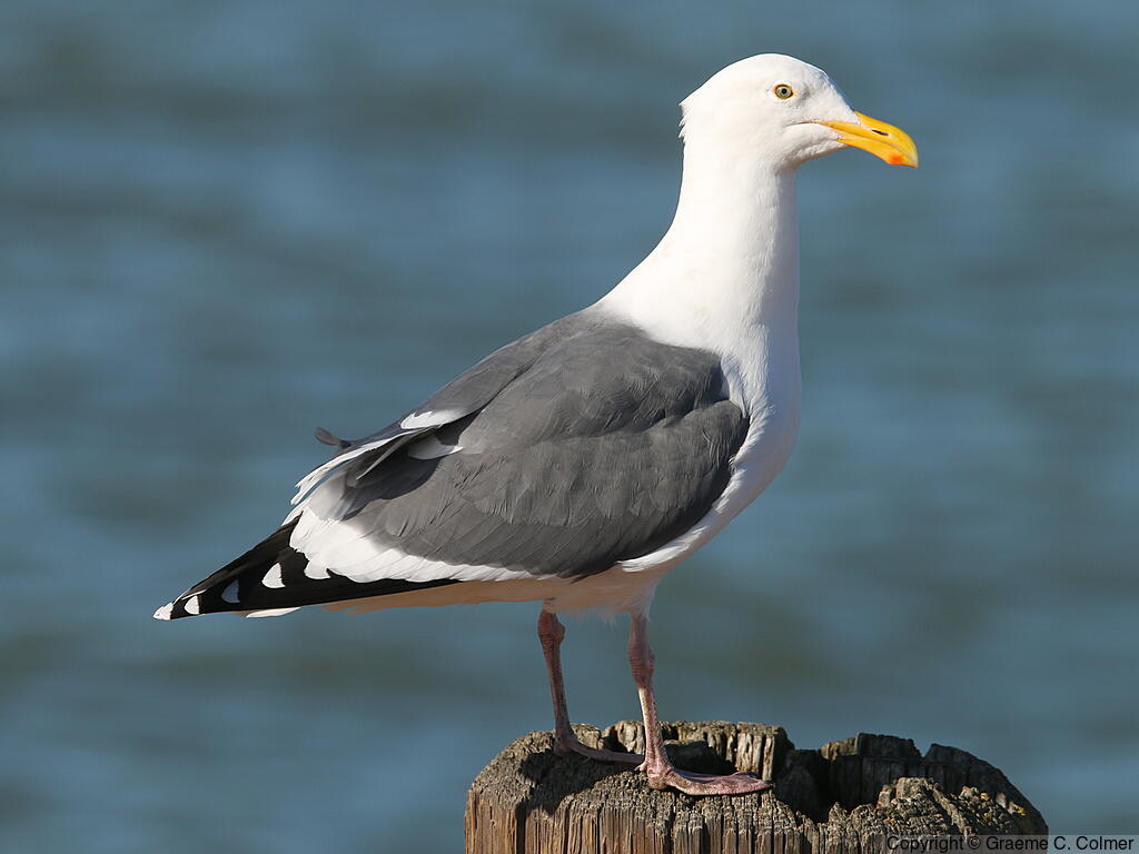Western Gull (Larus occidentalis) - Breeding adult