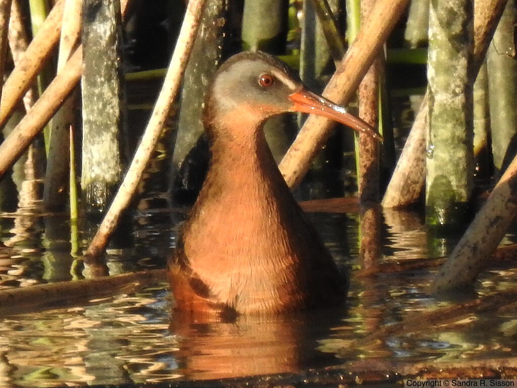 Virginia Rail (Rallus limicola) - Adult (Virginia)
