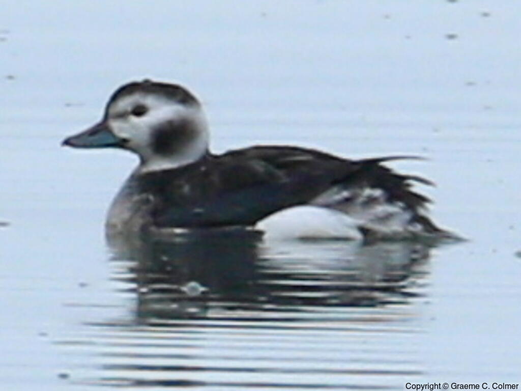 Long-tailed Duck (Clangula hyemalis) - Adult