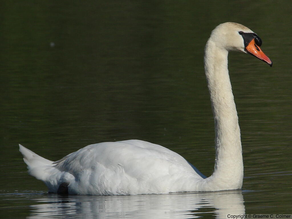 Mute Swan (Cygnus olor) - Adult