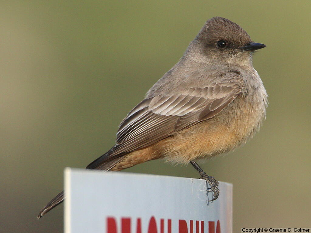 Say's Phoebe (Sayornis saya) - Adult