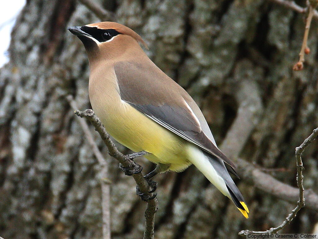 Cedar Waxwing (Bombycilla cedrorum) - Adult