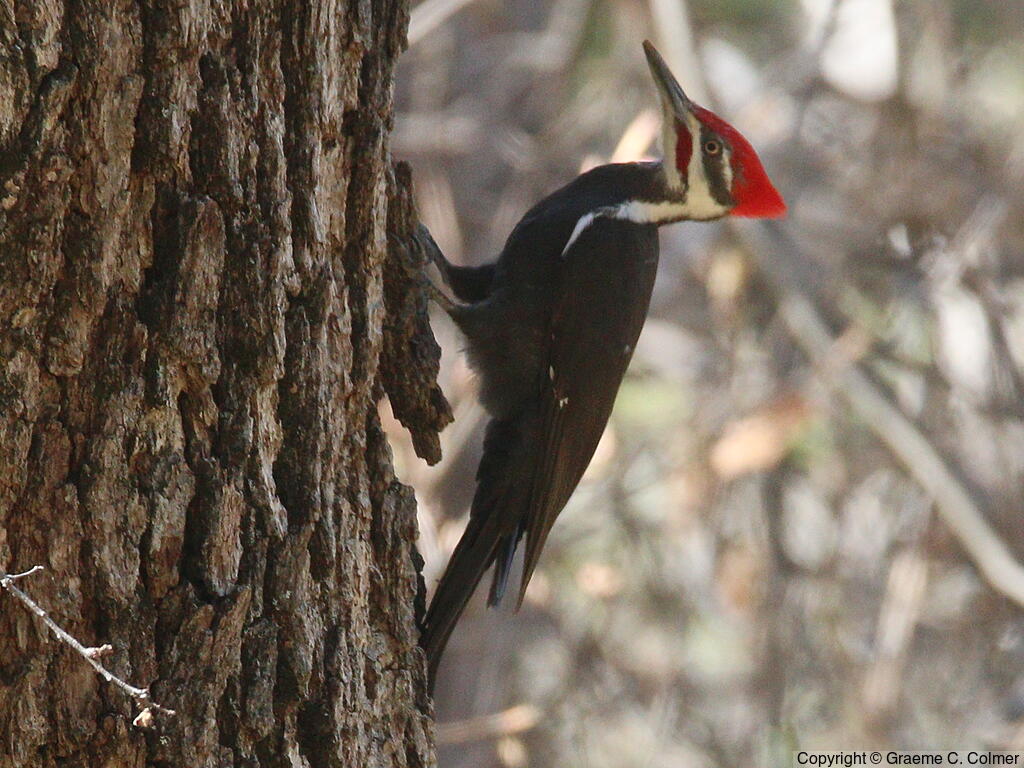 Pileated Woodpecker (Dryocopus pileatus) - Adult male