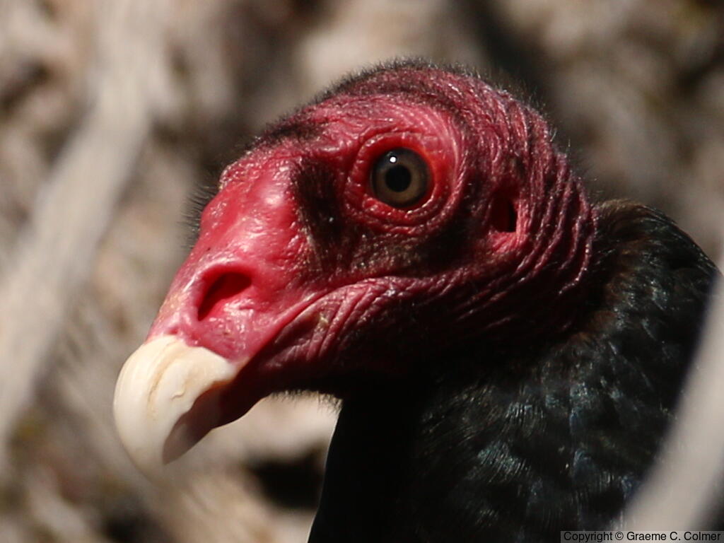 Turkey Vulture (Cathartes aura) - Adult (northern)