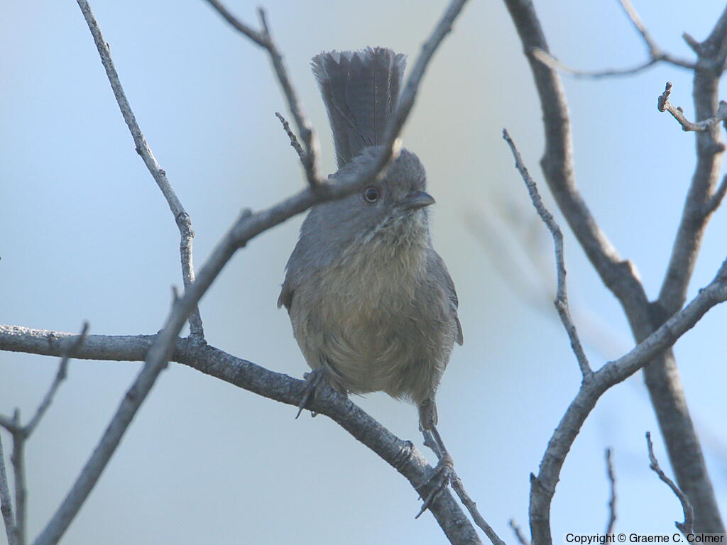 Wrentit (Chamaea fasciata) - Adult