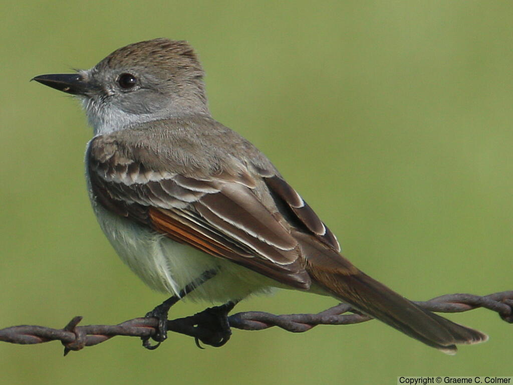 Ash-throated Flycatcher (Myiarchus cinerascens) - Adult