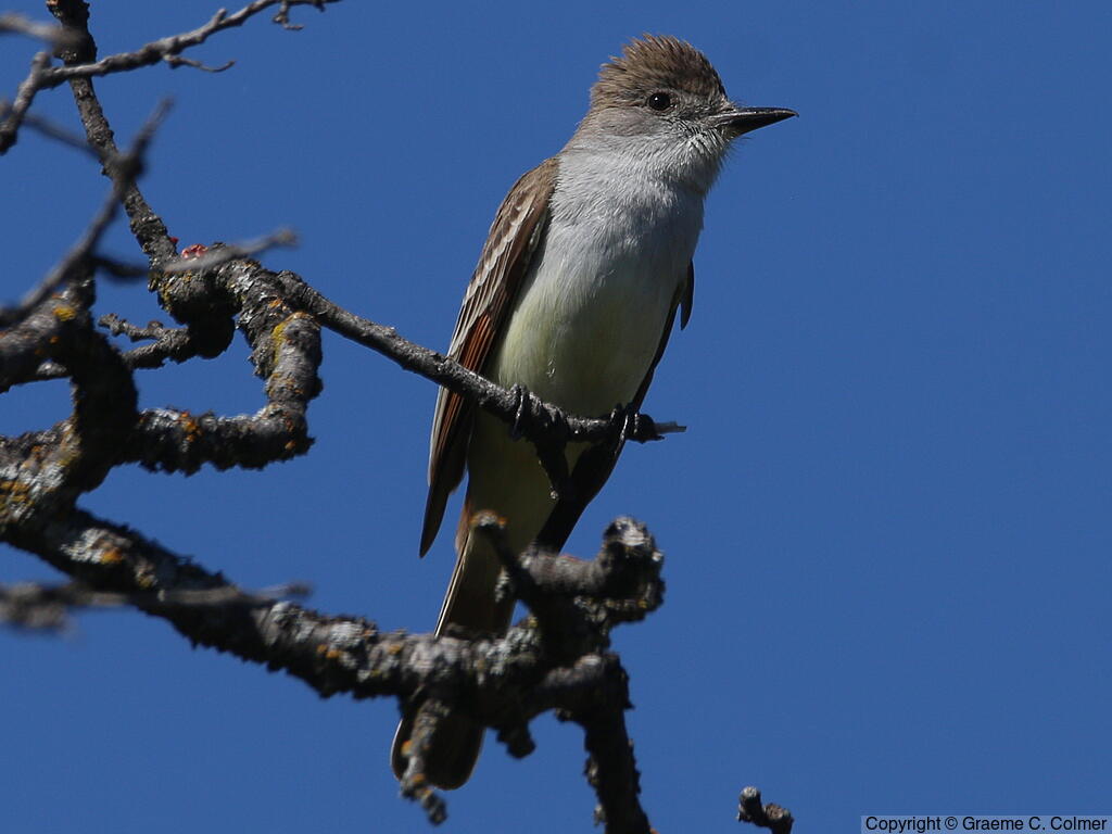 Ash-throated Flycatcher (Myiarchus cinerascens) - Adult