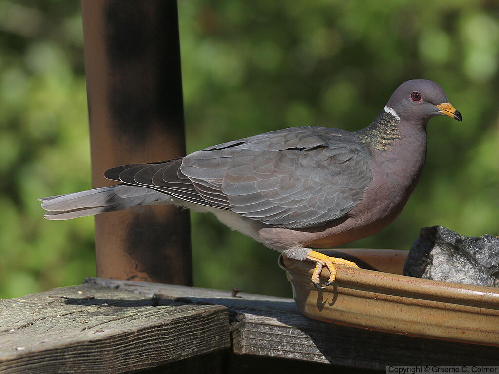 Band-tailed Pigeon (Patagioenas fasciata) - Adult