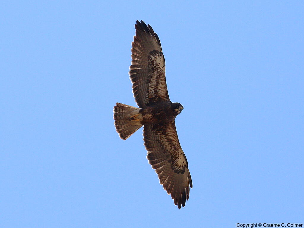 Swainson's Hawk (Buteo swainsoni) - Adult (dark morph)