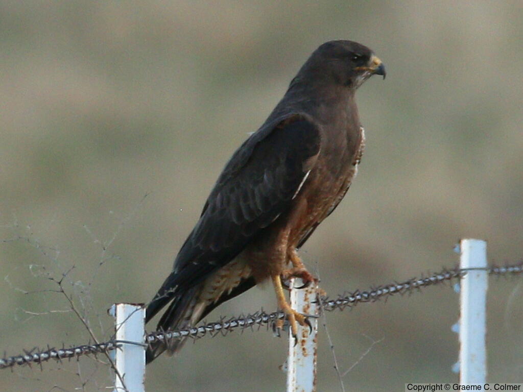 Swainson's Hawk (Buteo swainsoni) - Adult (dark morph)