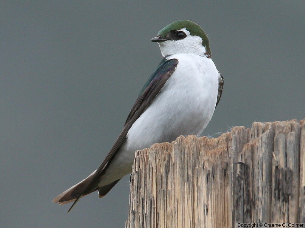 Violet-green Swallow (Tachycineta thalassina) - Adult male