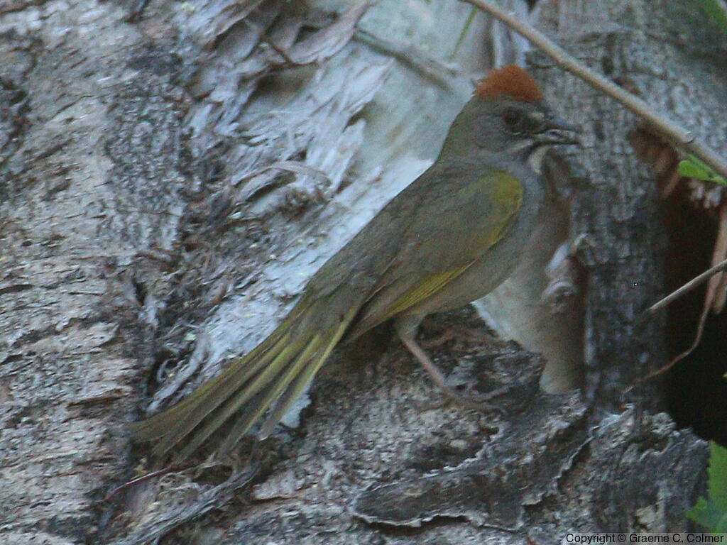 Green-tailed Towhee (Pipilo chlorurus) - Adult
