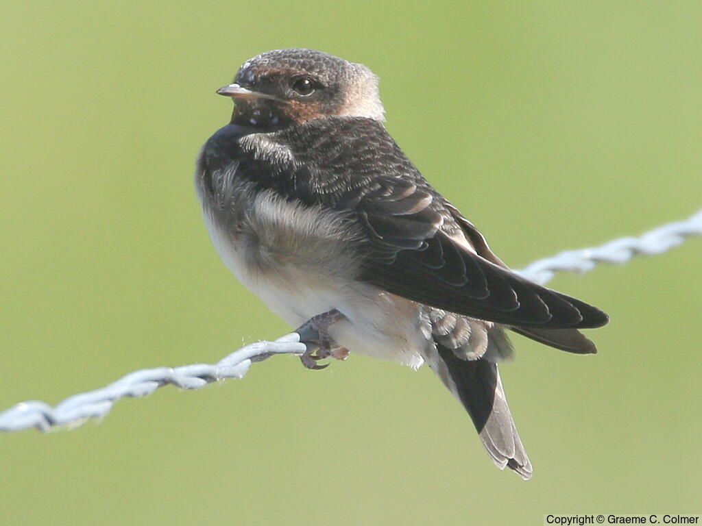 Cliff Swallow (Petrochelidon pyrrhonota) - Juvenile