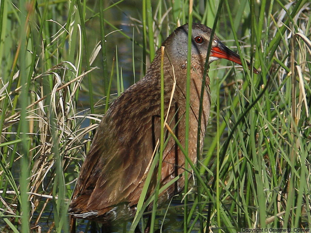 Virginia Rail (Rallus limicola) - Adult (Virginia)