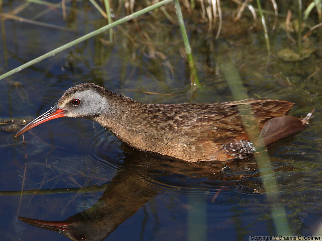 Virginia Rail (Rallus limicola) - Adult (Virginia)
