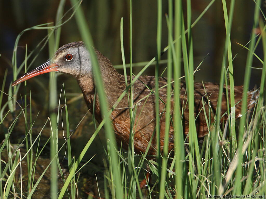Virginia Rail (Rallus limicola) - Adult (Virginia)