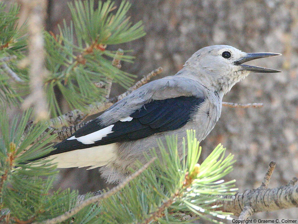 Clark's Nutcracker (Nucifraga columbiana) - Adult