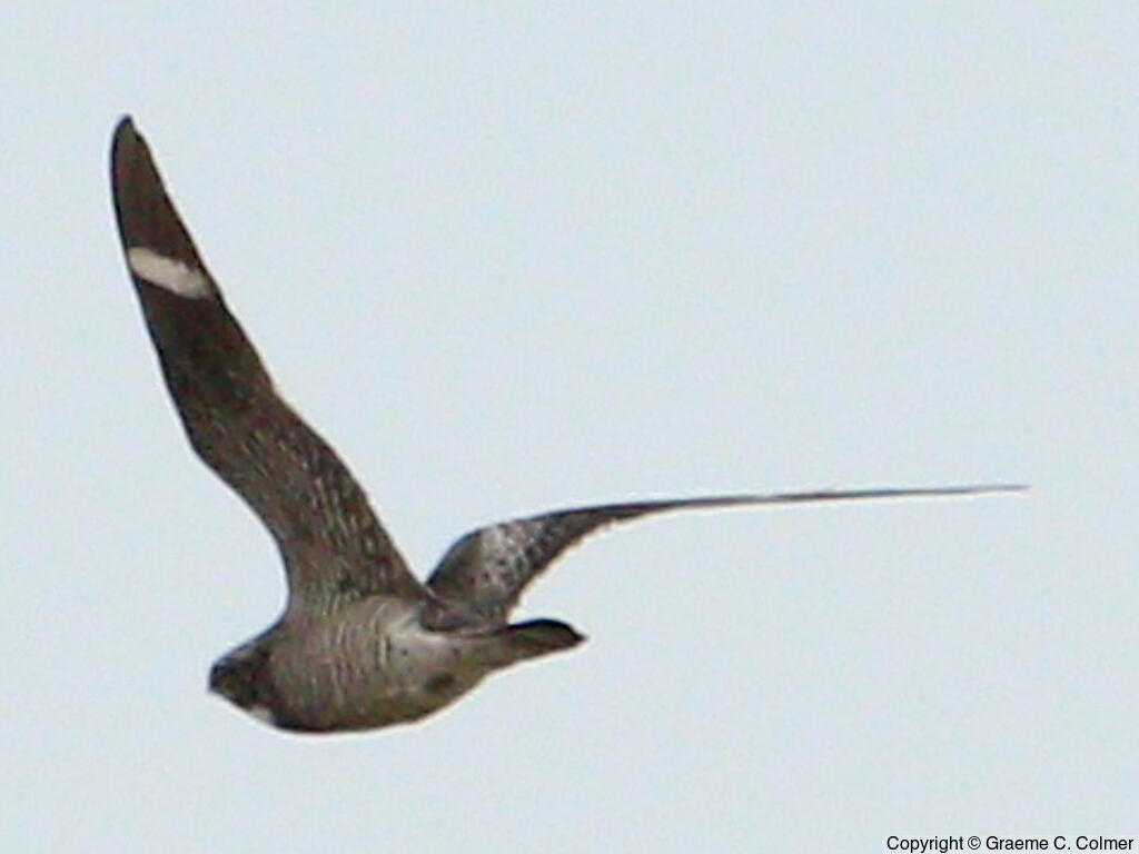 Common Nighthawk (Chordeiles minor) - Adult