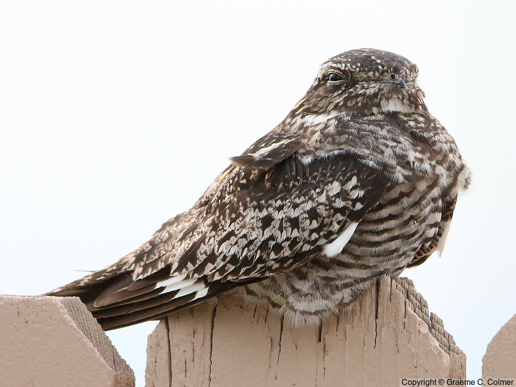 Common Nighthawk (Chordeiles minor) - Adult