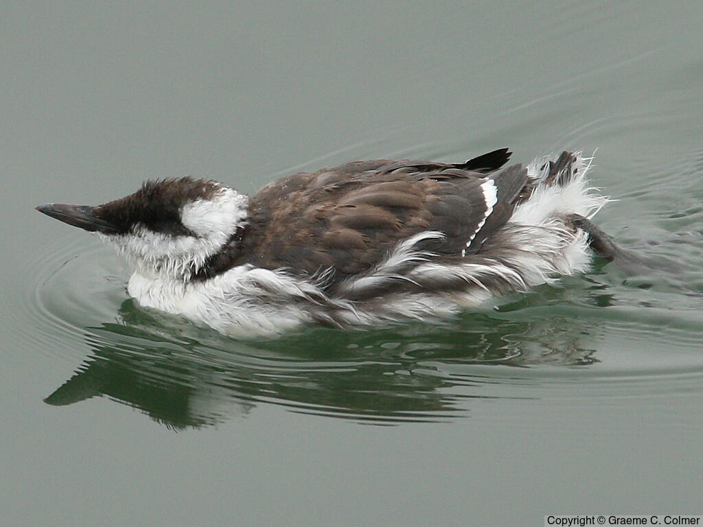 Common Murre (Uria aalge) - Juvenile