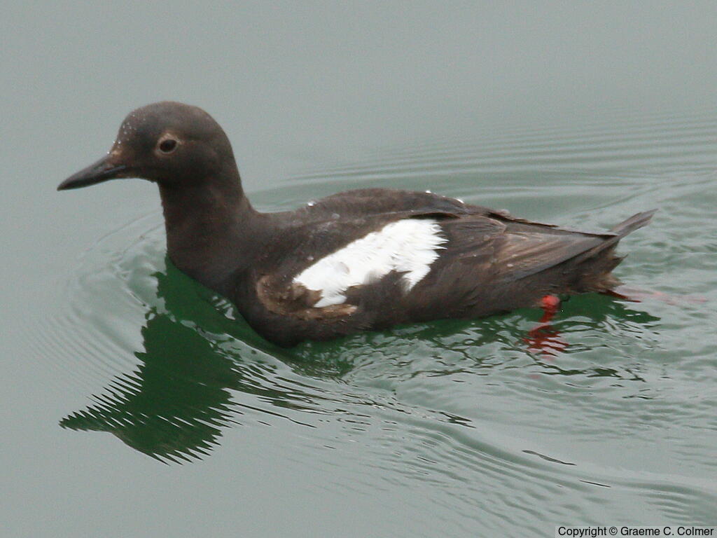 Pigeon Guillemot (Cepphus columba) - Adult