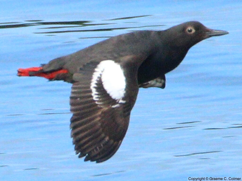 Pigeon Guillemot (Cepphus columba) - Adult
