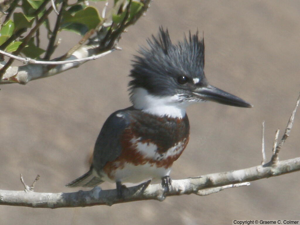 Belted Kingfisher (Megaceryle alcyon) - Adult female