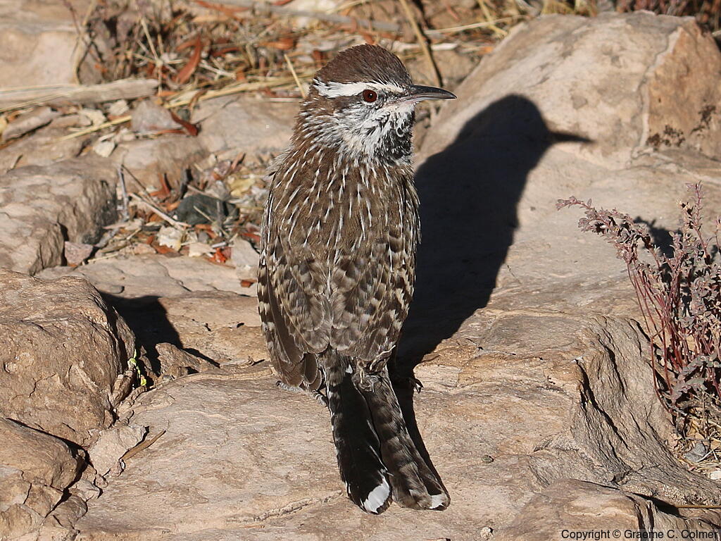 Cactus Wren (Campylorhynchus brunneicapillus) - Adult